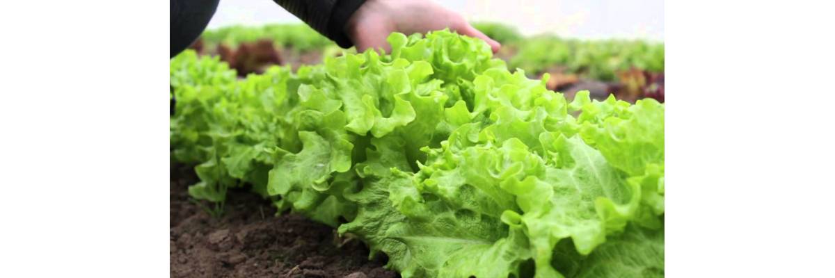 Выращивание салата кочанного в теплице. Как правильно сажать салат листовой. Посадка шпината семенами в открытый грунт. Выращивание салата айсберг в открытом