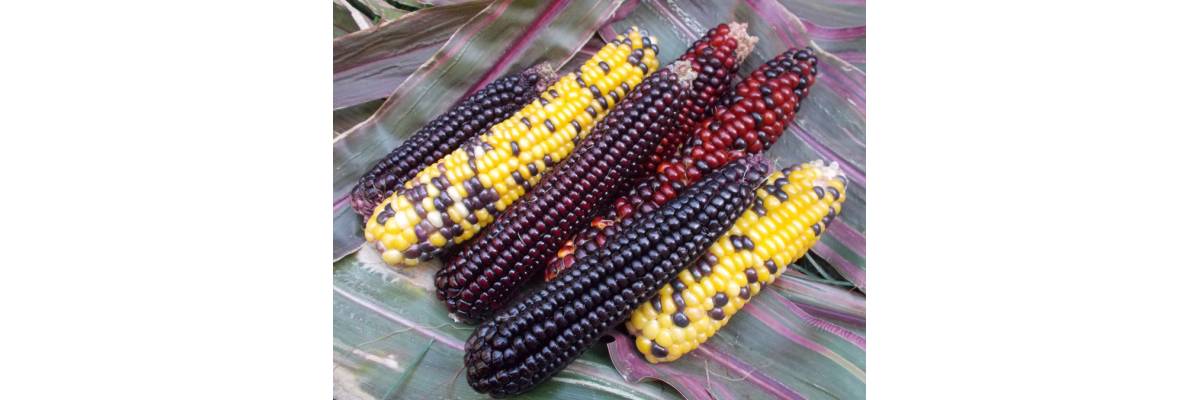 Декоративная кукуруза - особенности, выращивание и уход